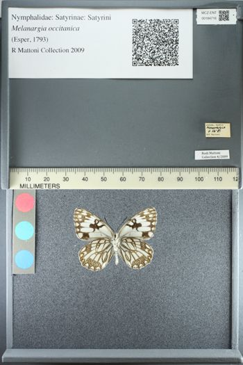 Media type: image; Entomology 184716